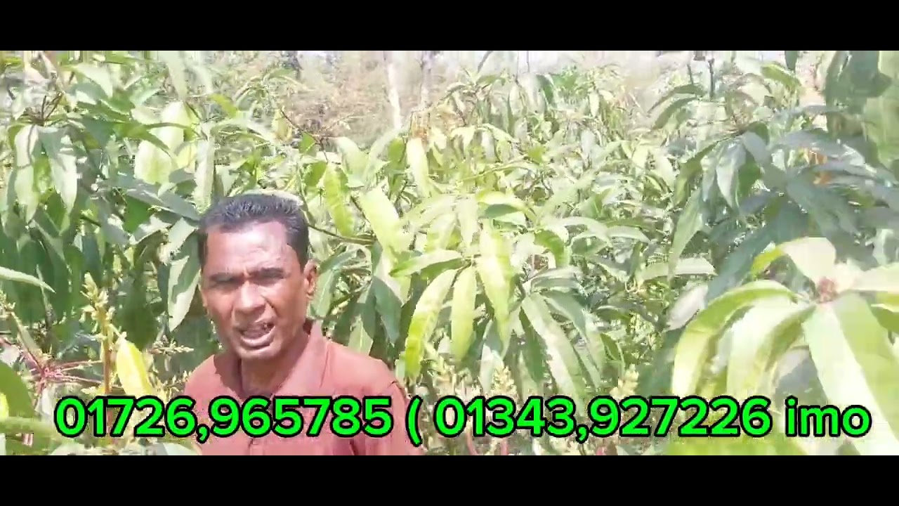  এখানে যেকোনো বড় আমের গাছের  চারা লাগলে আপনারা আমাদের সঙ্গে যোগাযোগ করবেন 