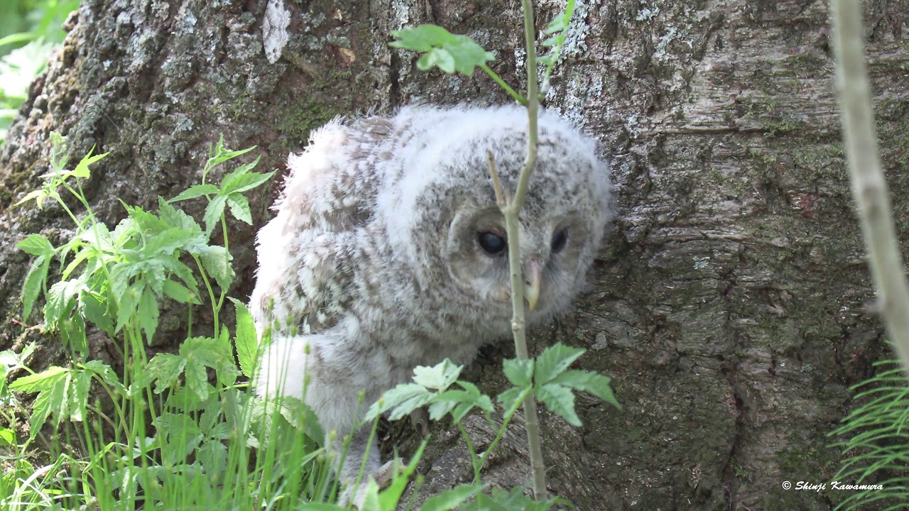 エゾフクロウが何度も落ちた一日