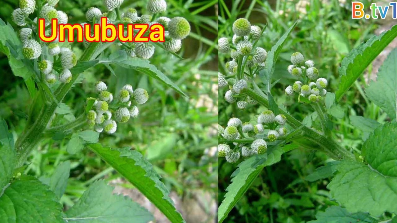 IBITANGAZA BIRABA KU BUZIMA BWAWE ! IVURE INDWARA NYINSHI UKORESHEJE UMUBUZA MENYA WIRI +33767208028