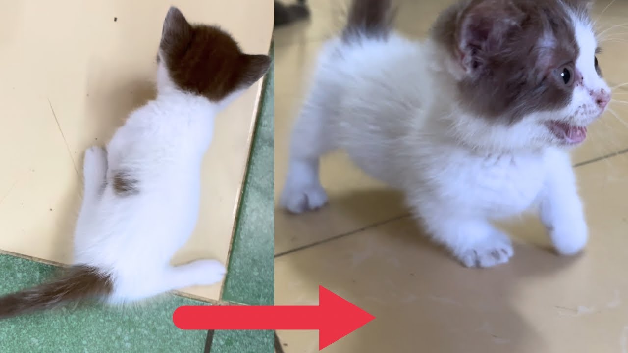 後肢に先天的欠陥を抱えた猫が特別なケアのおかげで奇跡の回復を遂げた