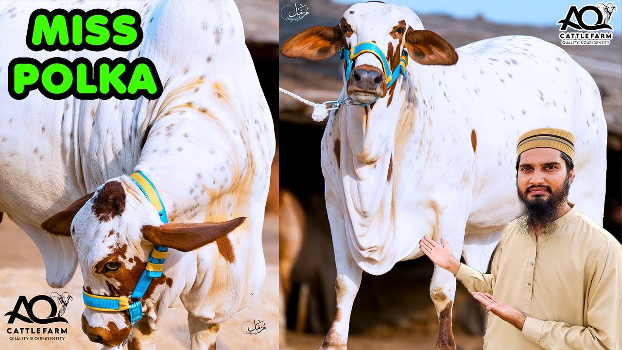HEAVY BACHRION ke HEAVY ACTIONS 😍 Miss Polka REVEALED AQ Cattle Farm