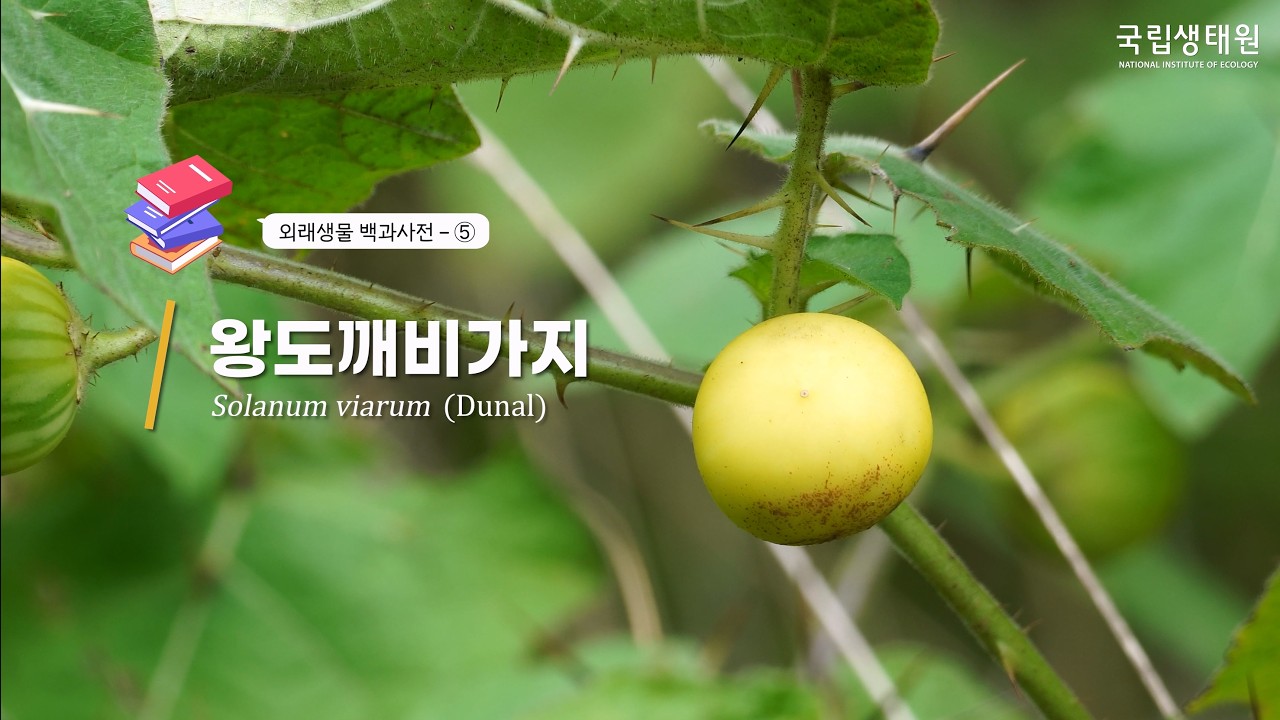 [국립생태원] 제주 생태계 비상… 1년에 5만 개 씨앗 뿌리는 외래식물의 정체