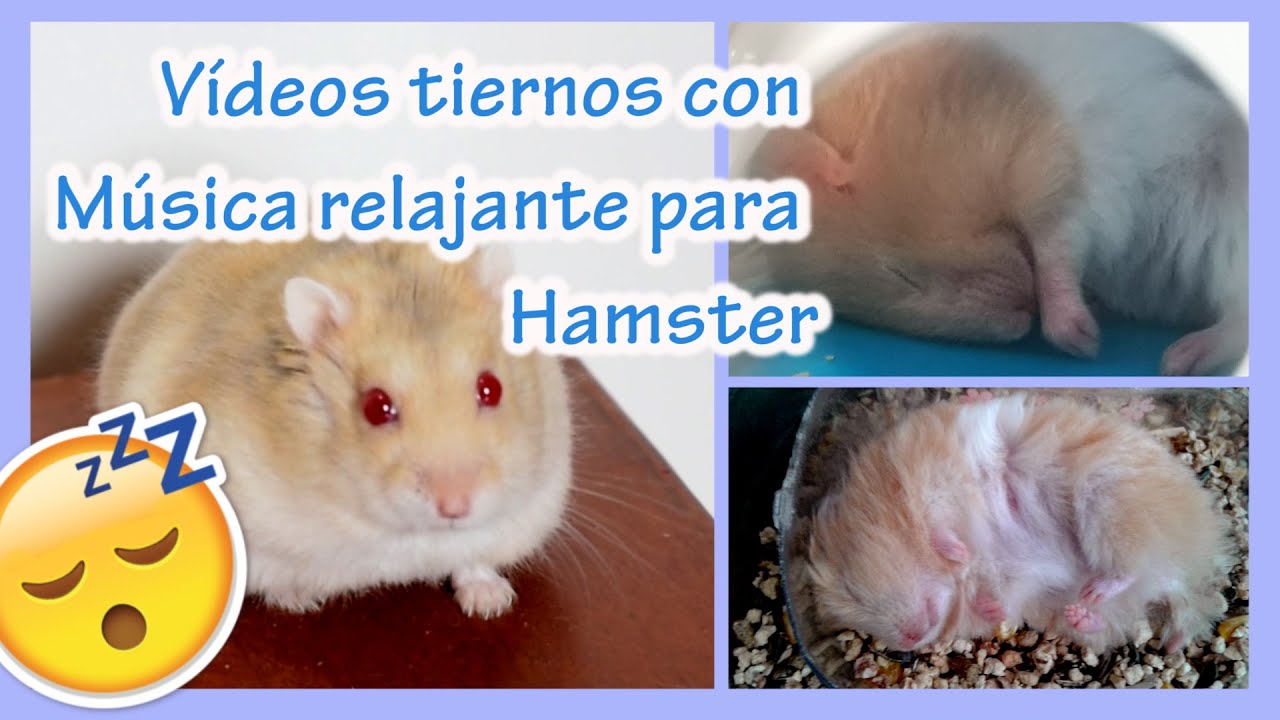 Música para dormir o calmar a tu hamster / Music for hamsters /  VÍDEOS DE HAMSTERS TIERNOS