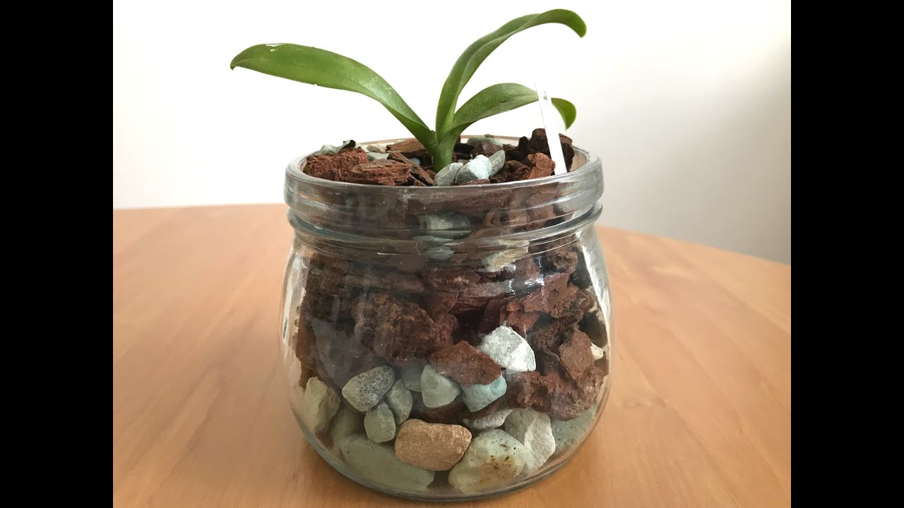 🦋🌼 Сложная орхидея. Пересадка в закрытую систему. Мой первый опыт.