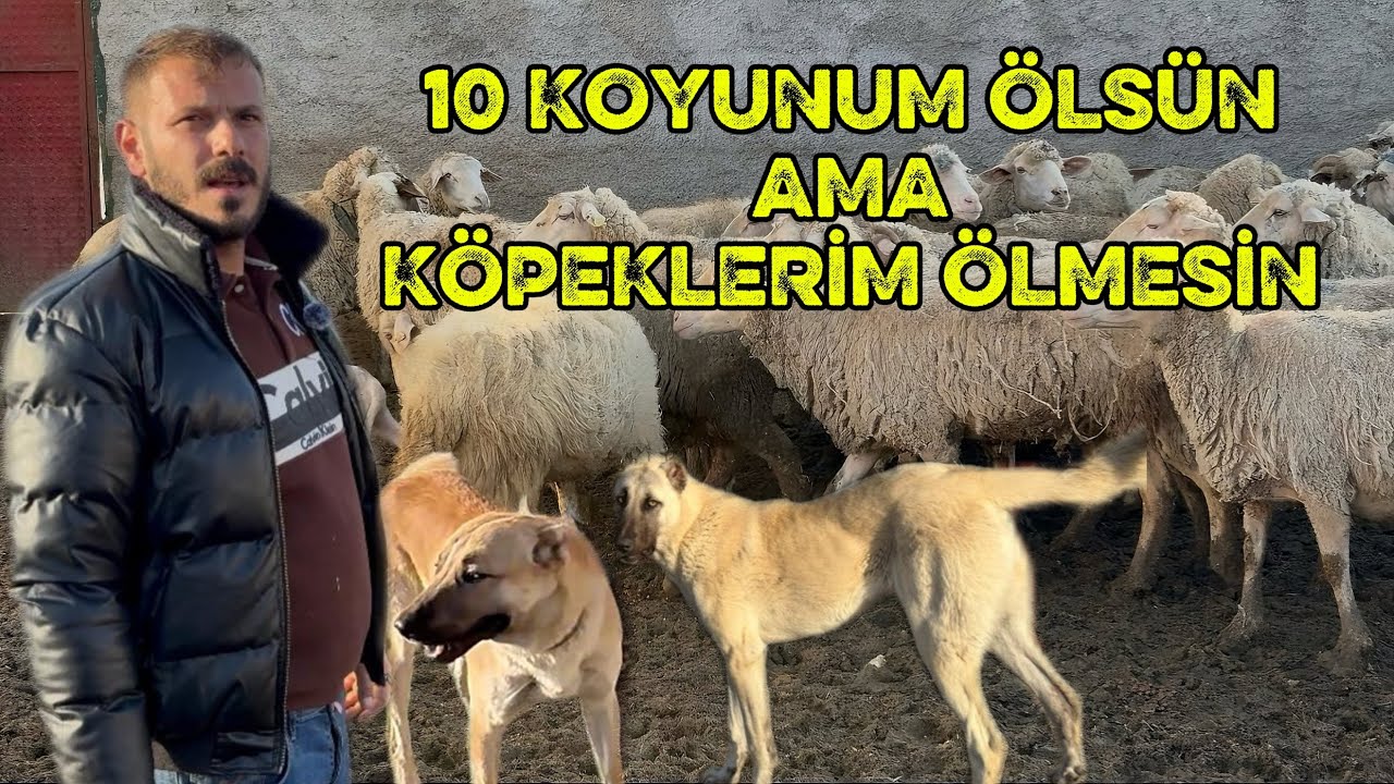 HER ŞEYİMİZİ BU KOYUNLARA BORÇLUYUZ 