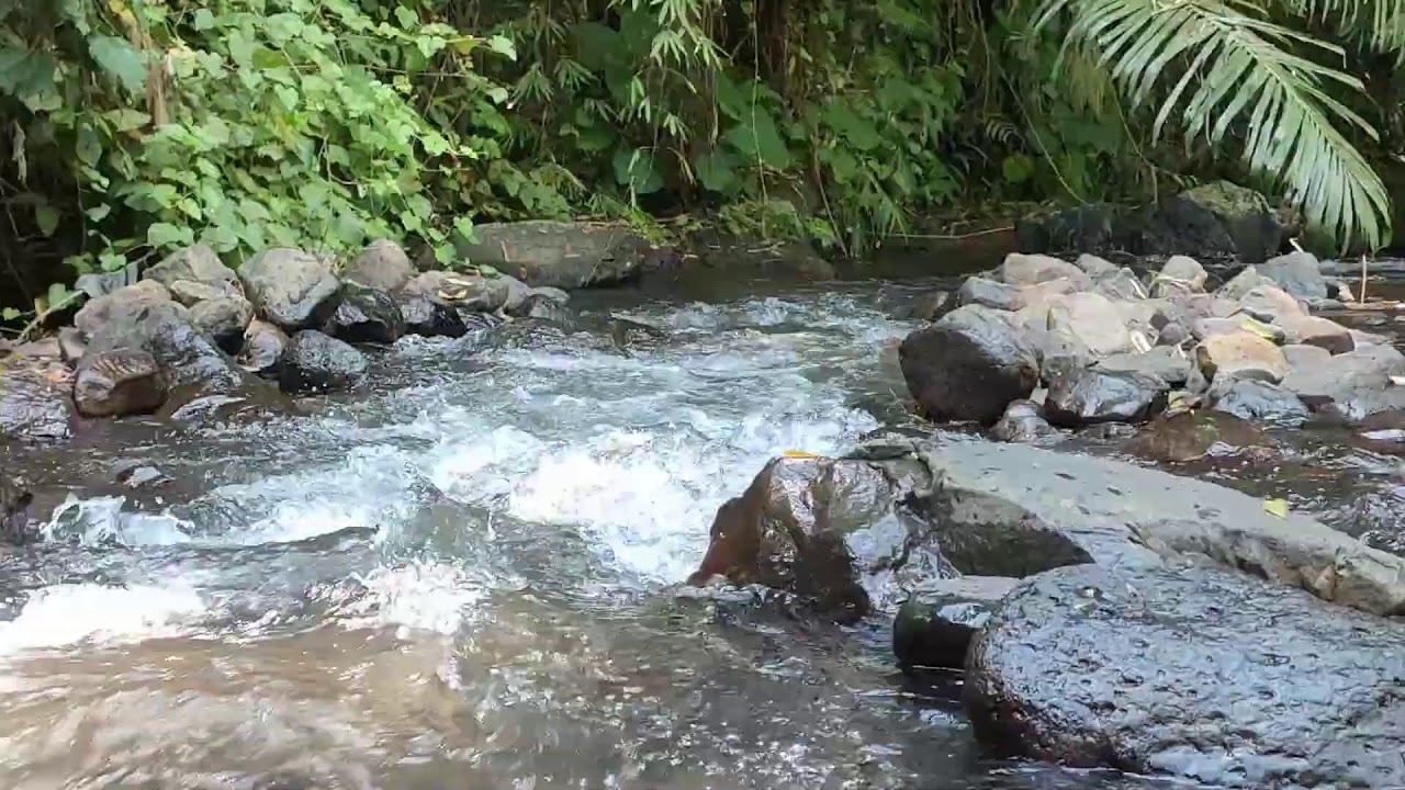 Relaxing River Sound for Study & Focus -  Forest Stream Ambience