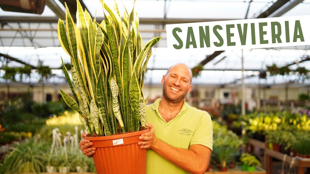 SANSEVIERIA: Quale VARIETÀ scegliere è come CURARE la pianta che sta anche in CAMERA DA LETTO.