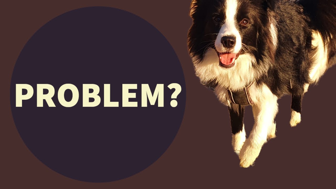 Wie Du möglich aufkommende PROBLEME beim jungen BORDER COLLIE frühzeitig eliminierst (2. UPLOAD)