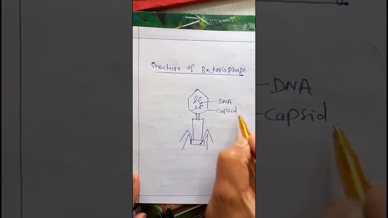 Bacteriophage structure