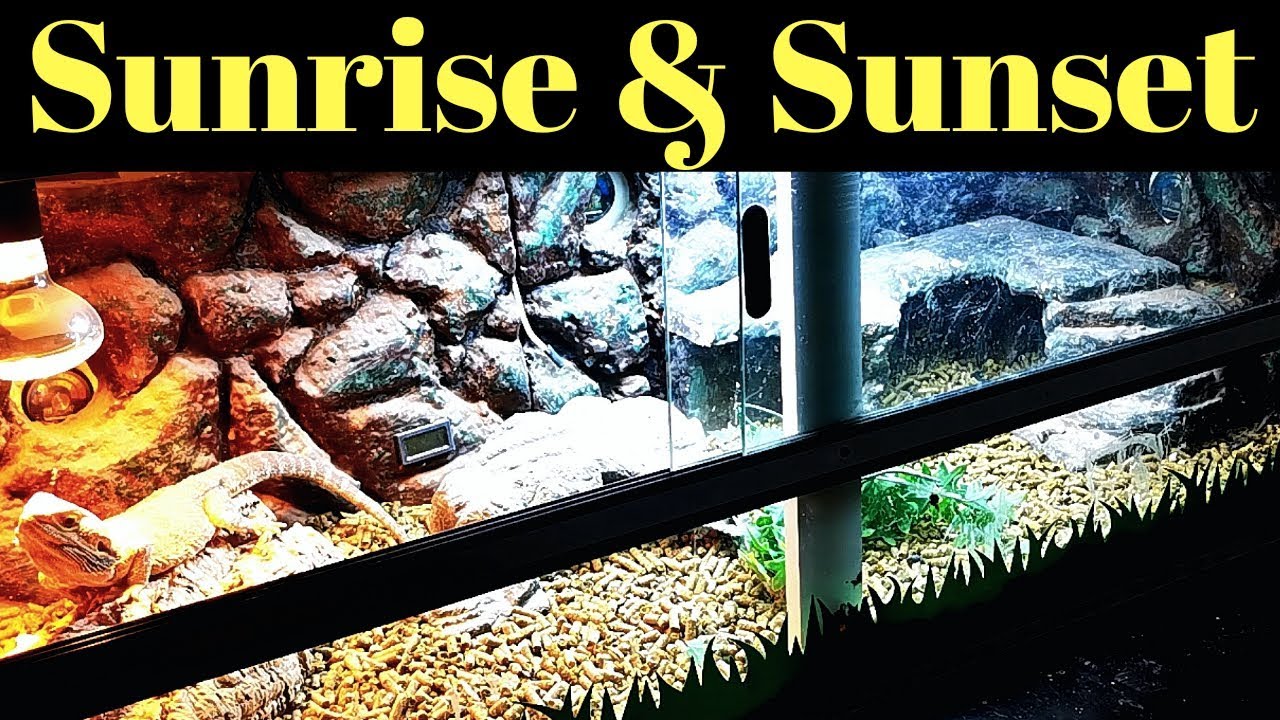 The NEW Bearded Dragon Lighting Setup . Adding Sunrise, Sunset And More