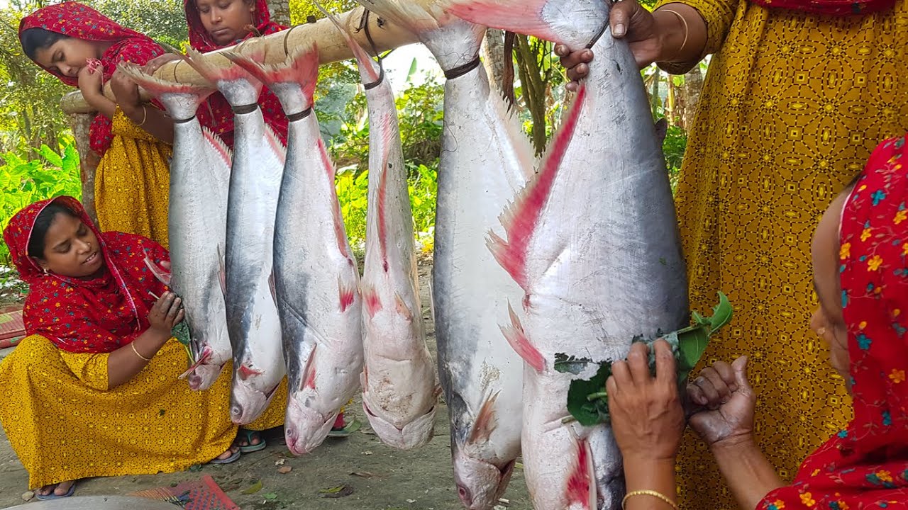 Costly Rive PANGAS Fish  - Pangasius Fish Curry Cooking in Village - Ladies Cooking River Fish