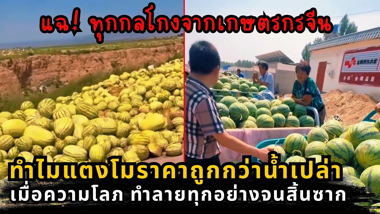 เกิดอะไรขึ้นที่จีน? เบื้องหลังแตงโมเน่าทิ้ง: เมื่อความโลภทำลายเกษตรกร สู่ปัญหาระดับชาติ