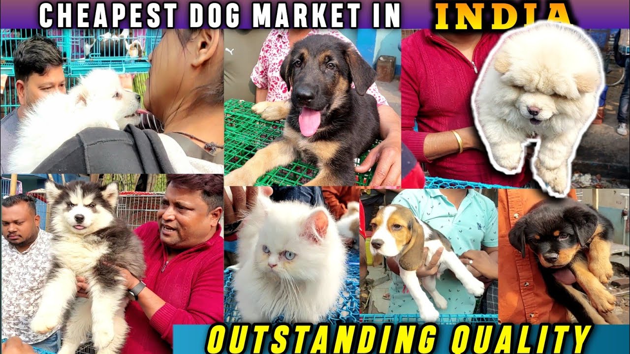 Cheapest DogMarket In INDIA|ChowChow/PersianCat/Golden Retrevar/German Shepard/Beagle Puppy For Sale