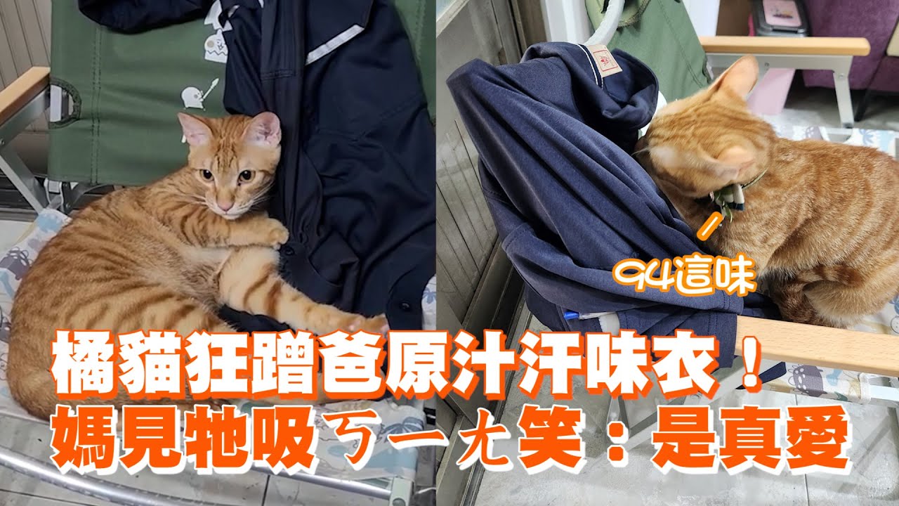 橘貓狂蹭爸原汁汗味衣！　媽見牠吸ㄎㄧㄤ笑：是真愛 ｜#寵物雲
