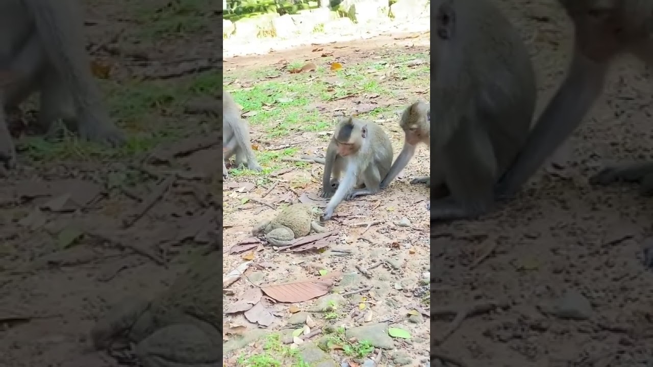 Fun Animals  video funny video #animals #funnyvideo #fuck