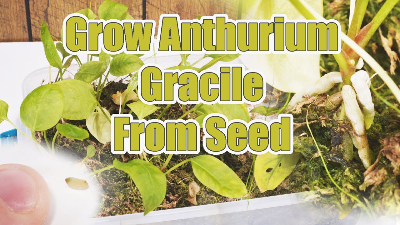 How To Grow Anthurium Gracile From Seed