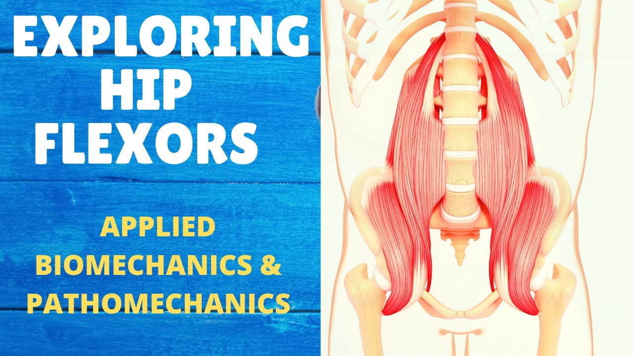 HIP FLEXORS ( BIOMECHANICS & PATHOMECHANICS # PSOAS MAJOR) Part 1