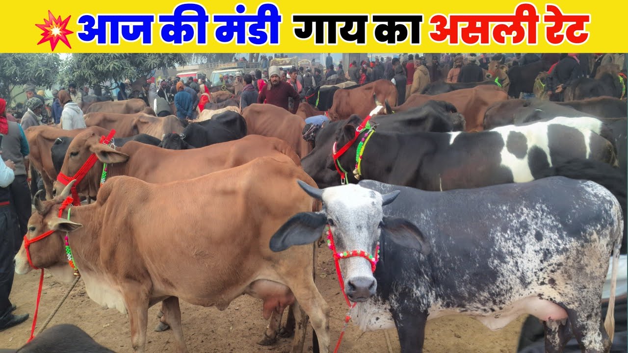 💥आज की मंडी गाय का असली रेट | मौहरिया पशु मंडी प्रयागराज | Mohariya Pashu Mandi prayagraj 