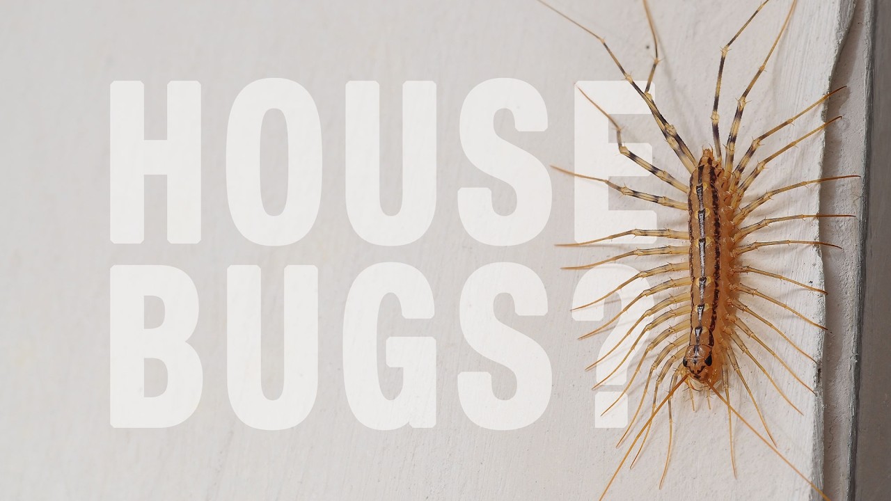 Household Insects