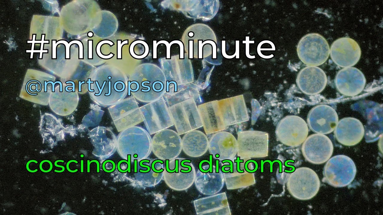 #microminute 42 coscinodiscus