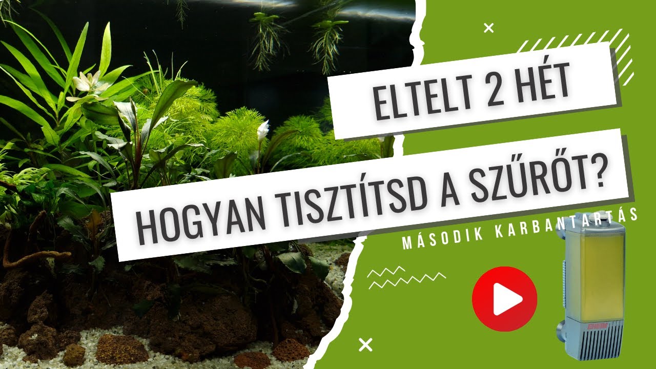 A második karbantartás - hogy tisztítsad a belső szűrőd, és a túlnőtt növények metszése