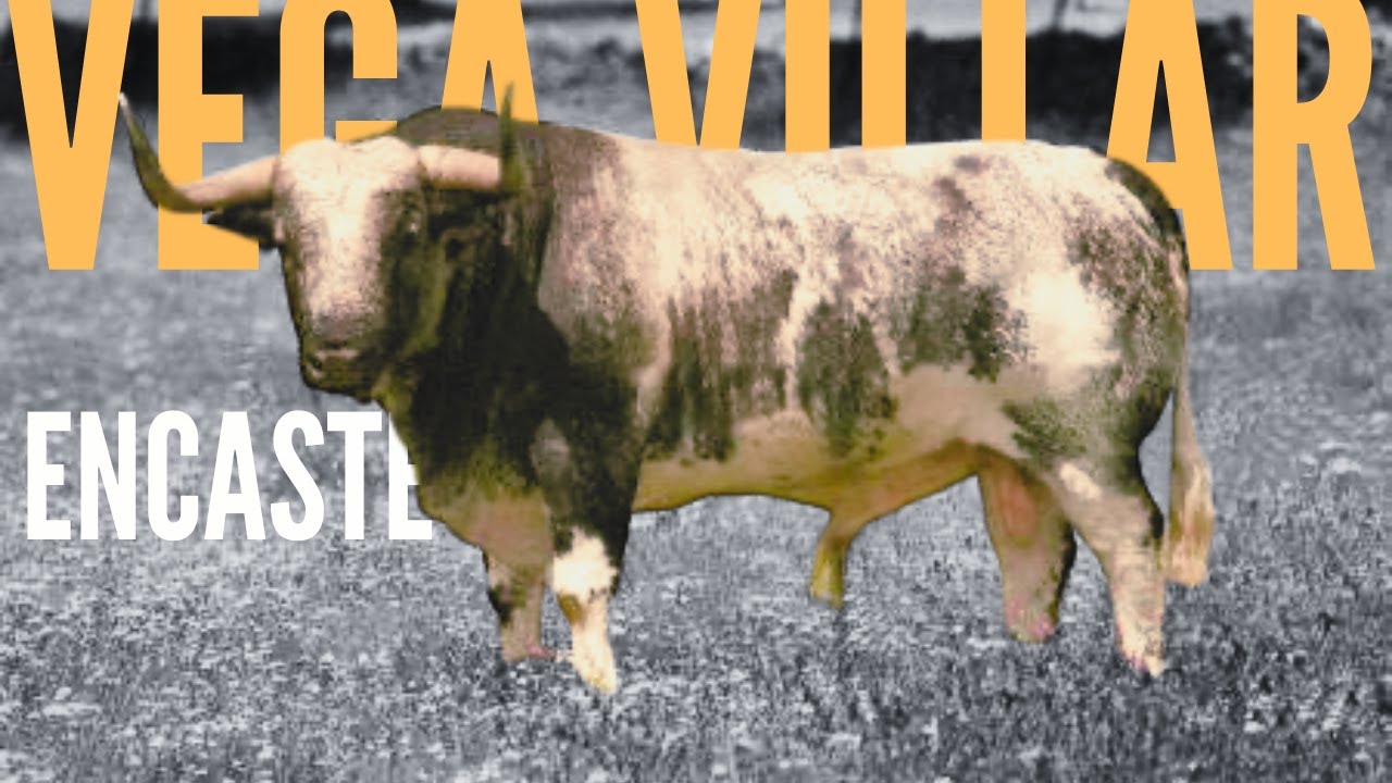 Descubriendo el Encaste Vega Villar