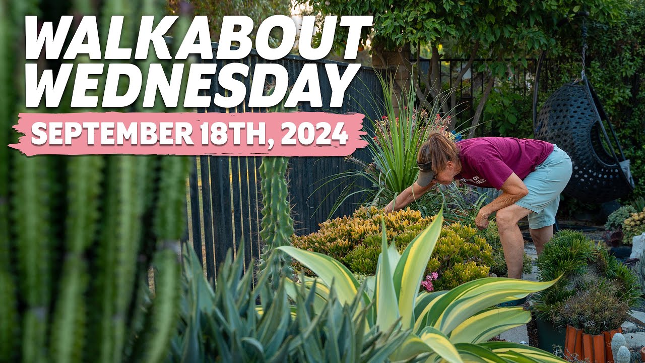 Walkabout Wednesday | September 18th, 2024 Succulent Garden Tour