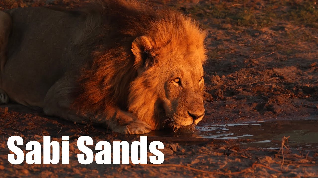 Exploring Sabi Sands Game Reserve