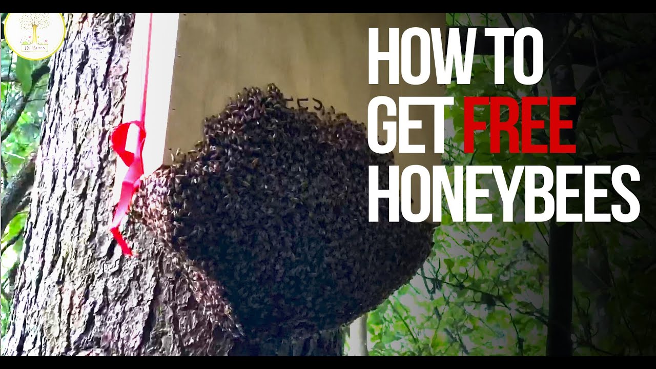 How to catch a swarm of bees FREE BEES FOR YOU