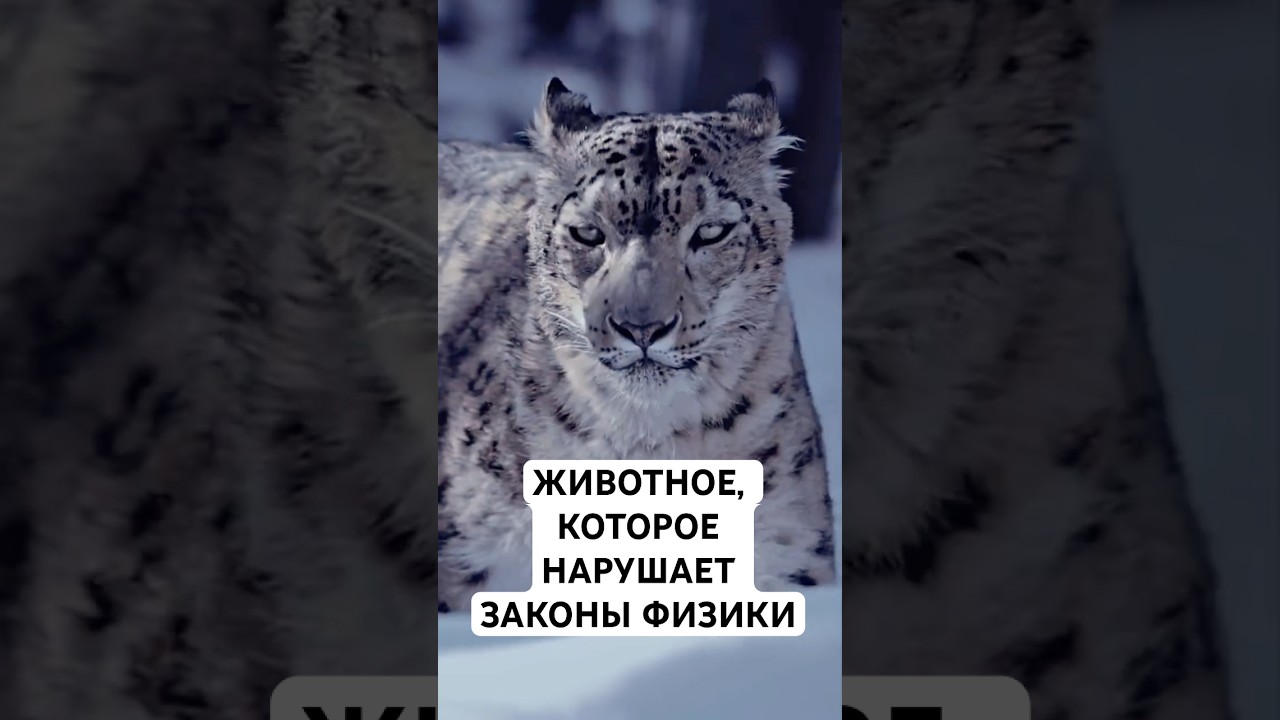 Снежный Барс: Невероятные Факты о 