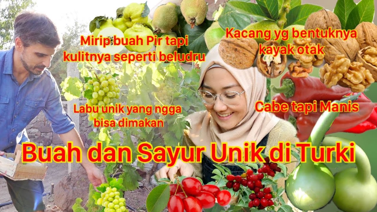 METIK BUAH DAN SAYURAN DI TURKI LANGSUNG DARI KEBUNNYA