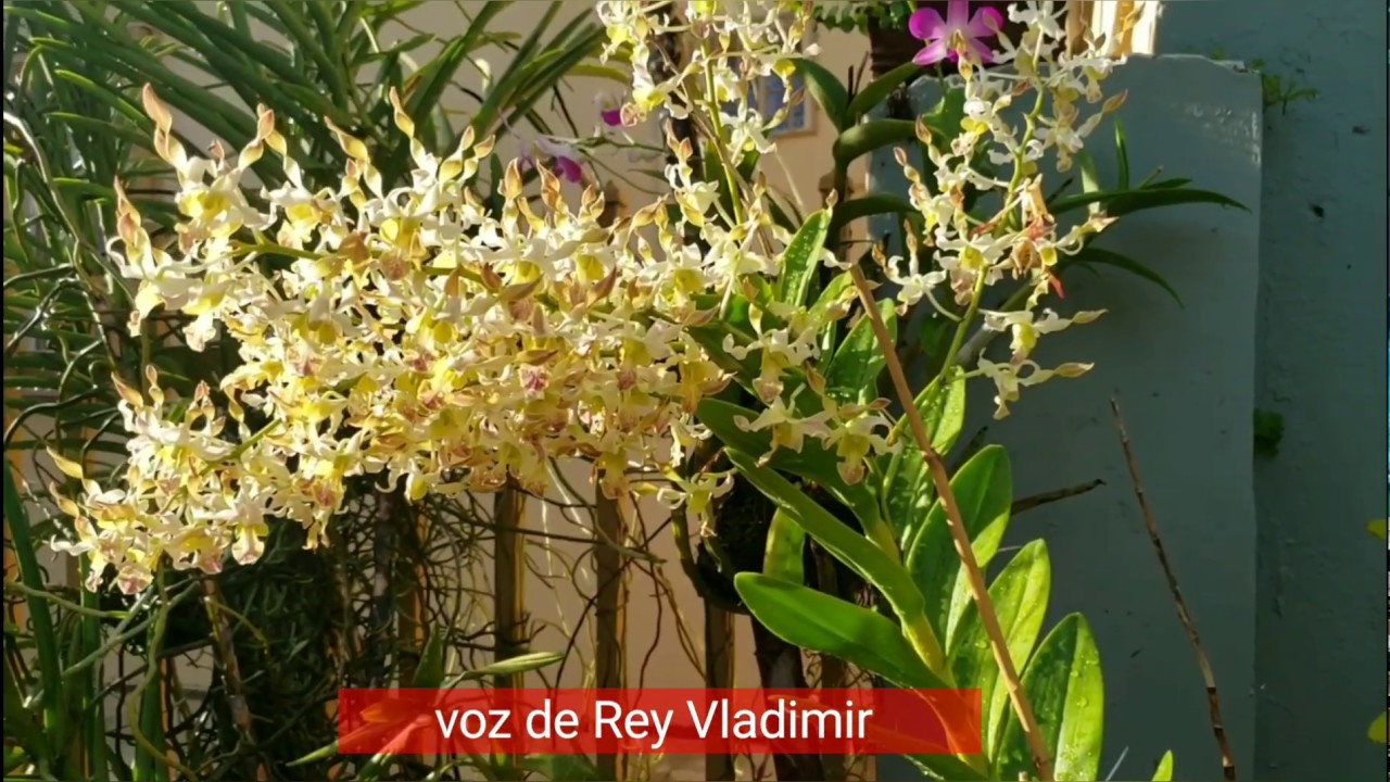 Husmeando en El Rinconcito de Rey Vladimir #3