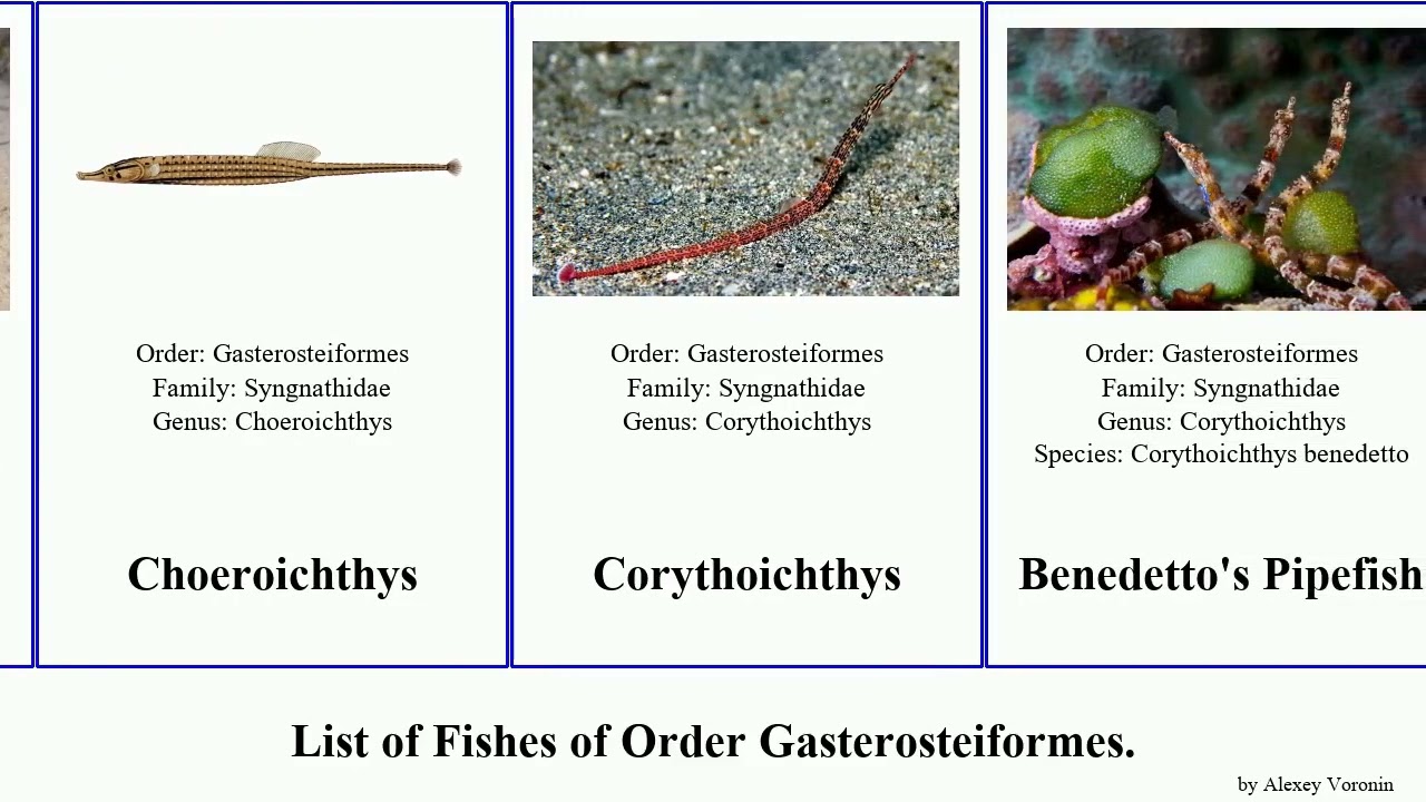 Fishes of Order Gasterosteiformes pipefish seahorse hippocampus corythoichthys halicampus smooth