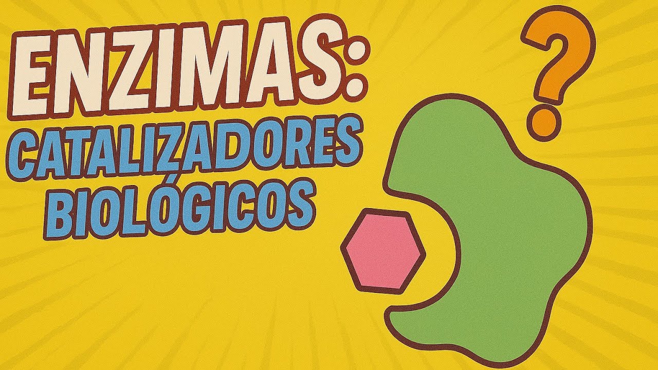 4.3.3 Enzimas: Catalizadores Biológicos | Pregunta T