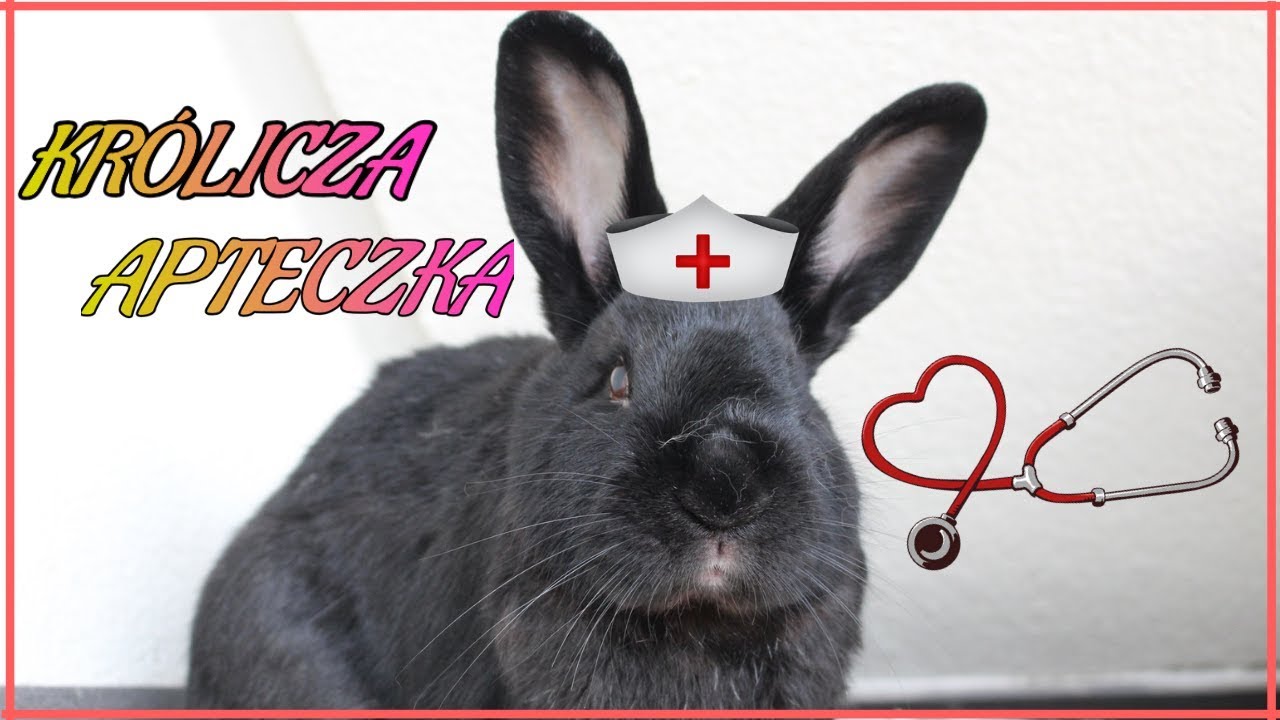 Królicza apteczka - czyli co warto mieć w domu, w razie 