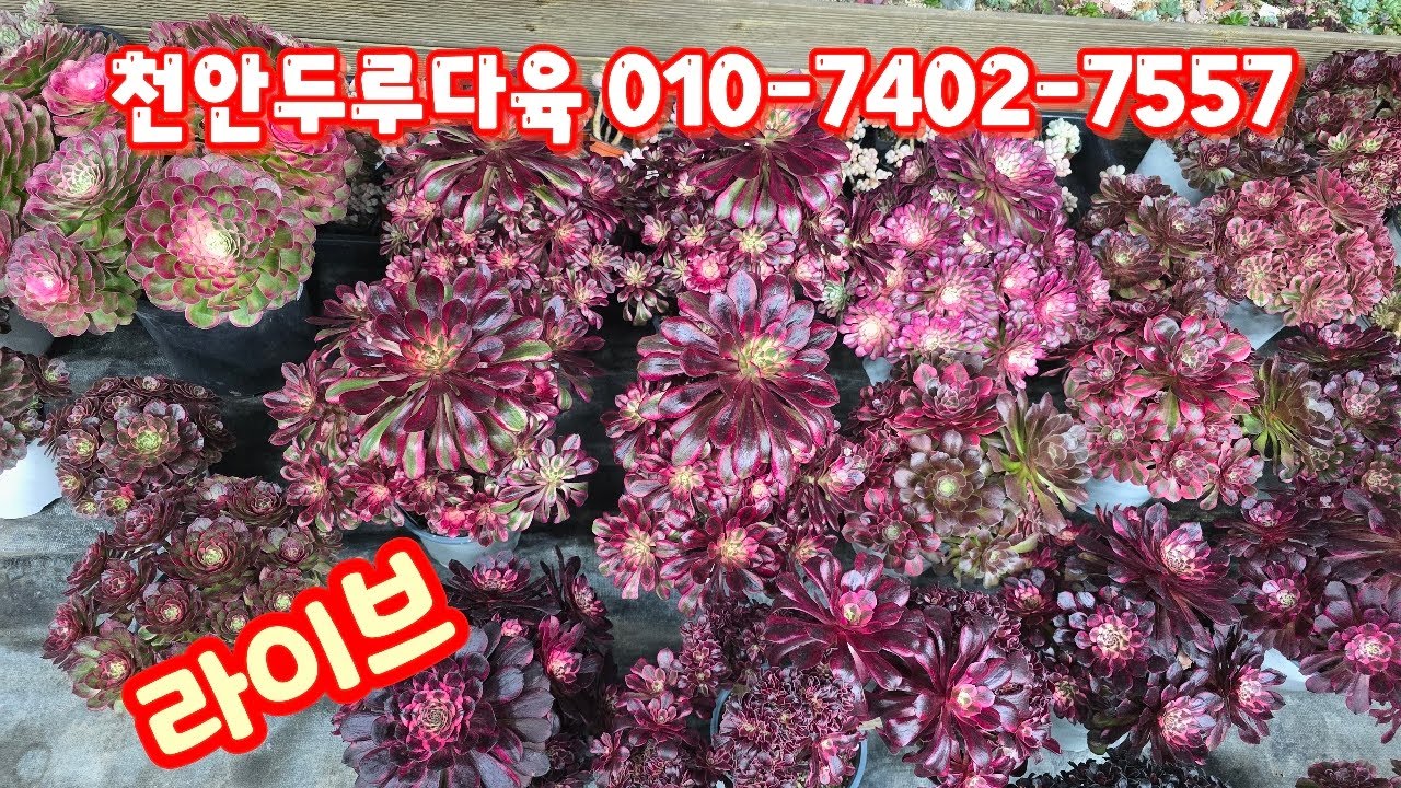 💥[2월 21일 라이브]천안두루다육 010-7402-7557(카드가능)묵은둥이, 에오니옴등~♡