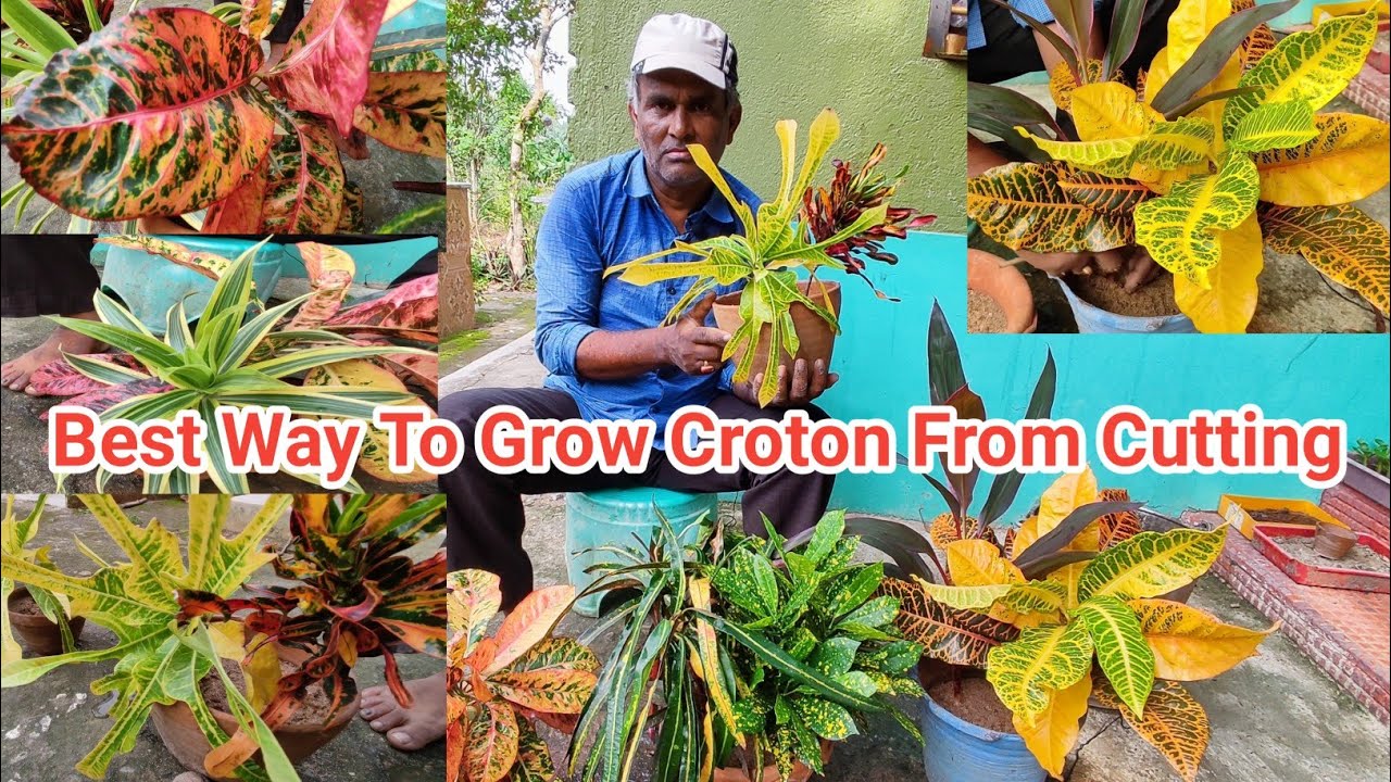 Best Way To Grow Croton From Cutting | Propagation Of Croton/ Patabahar Easiest Way|