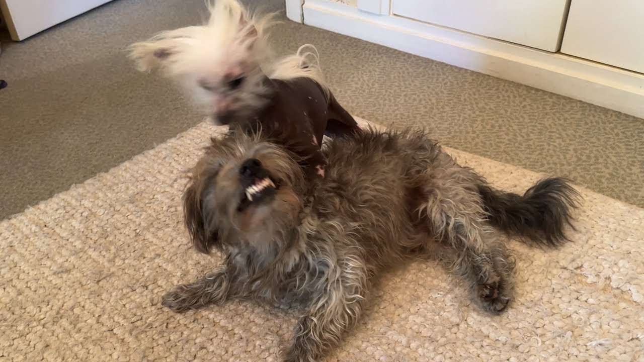 WrestleMania — 22 🐶 🤼‍♂️
