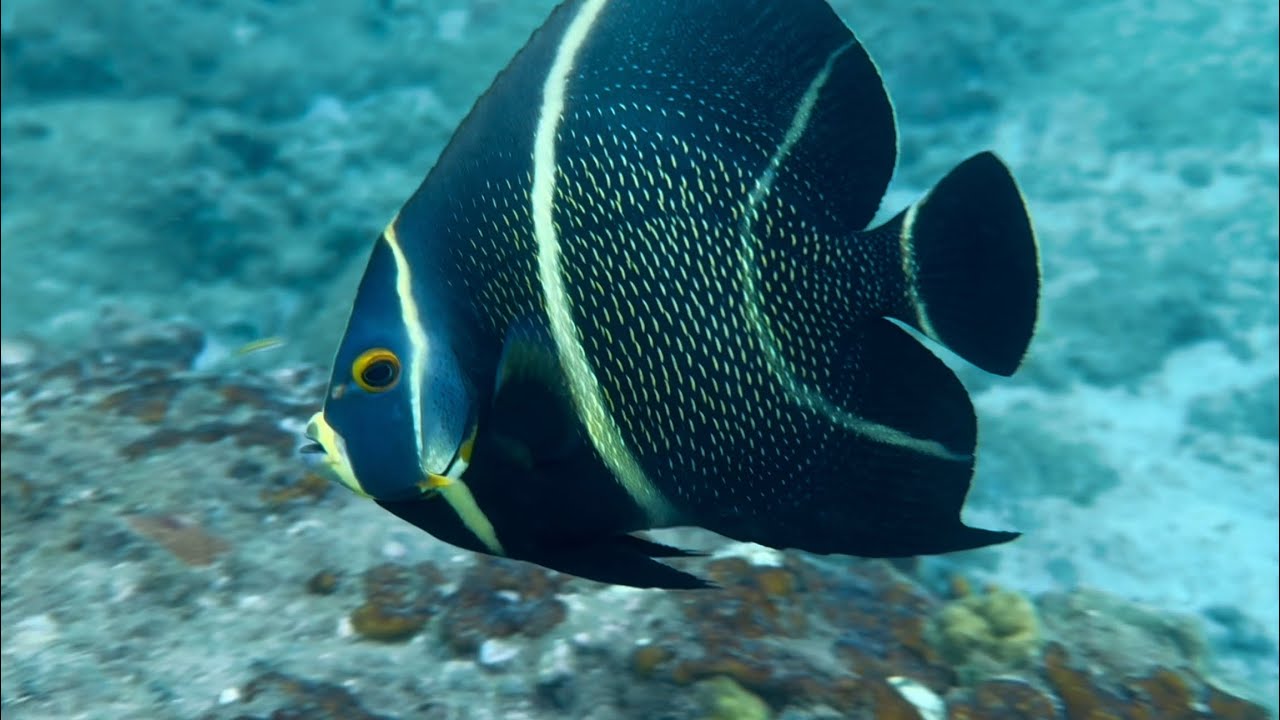A Week in The Grenadines 
