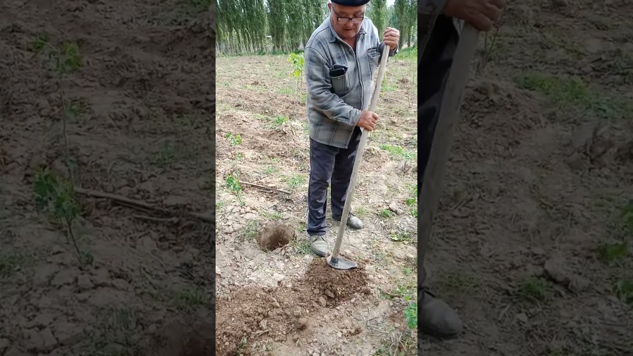 Ошковок экиш усули 1 кисм. Как посадить тыкву 1 част