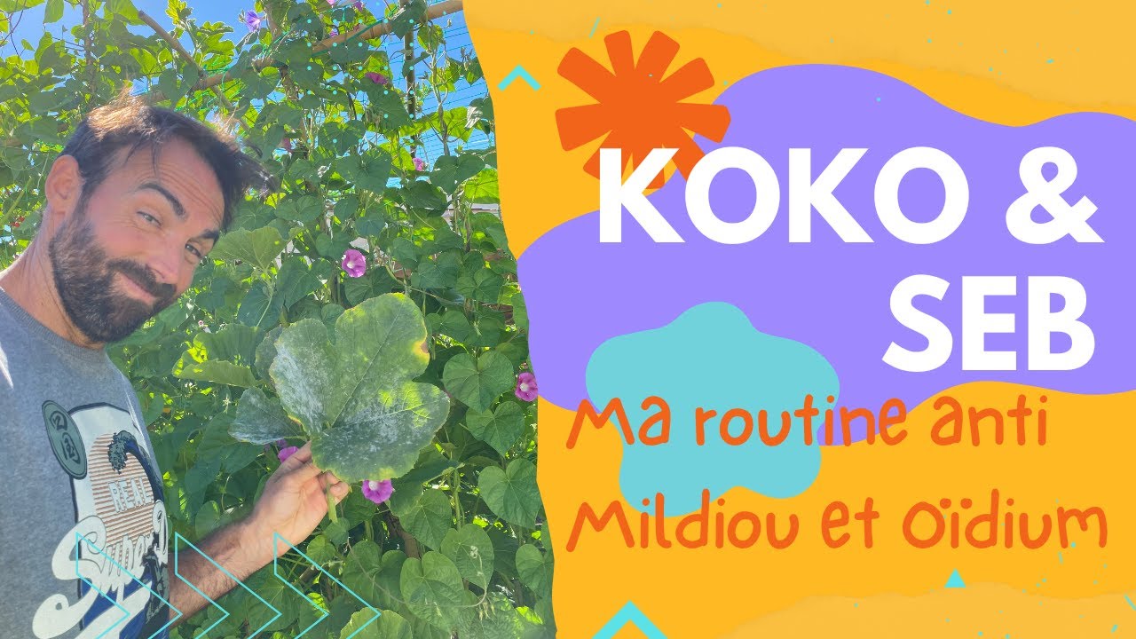 Mildiou et Oïdium... Ma routine pour éviter la catastrophe