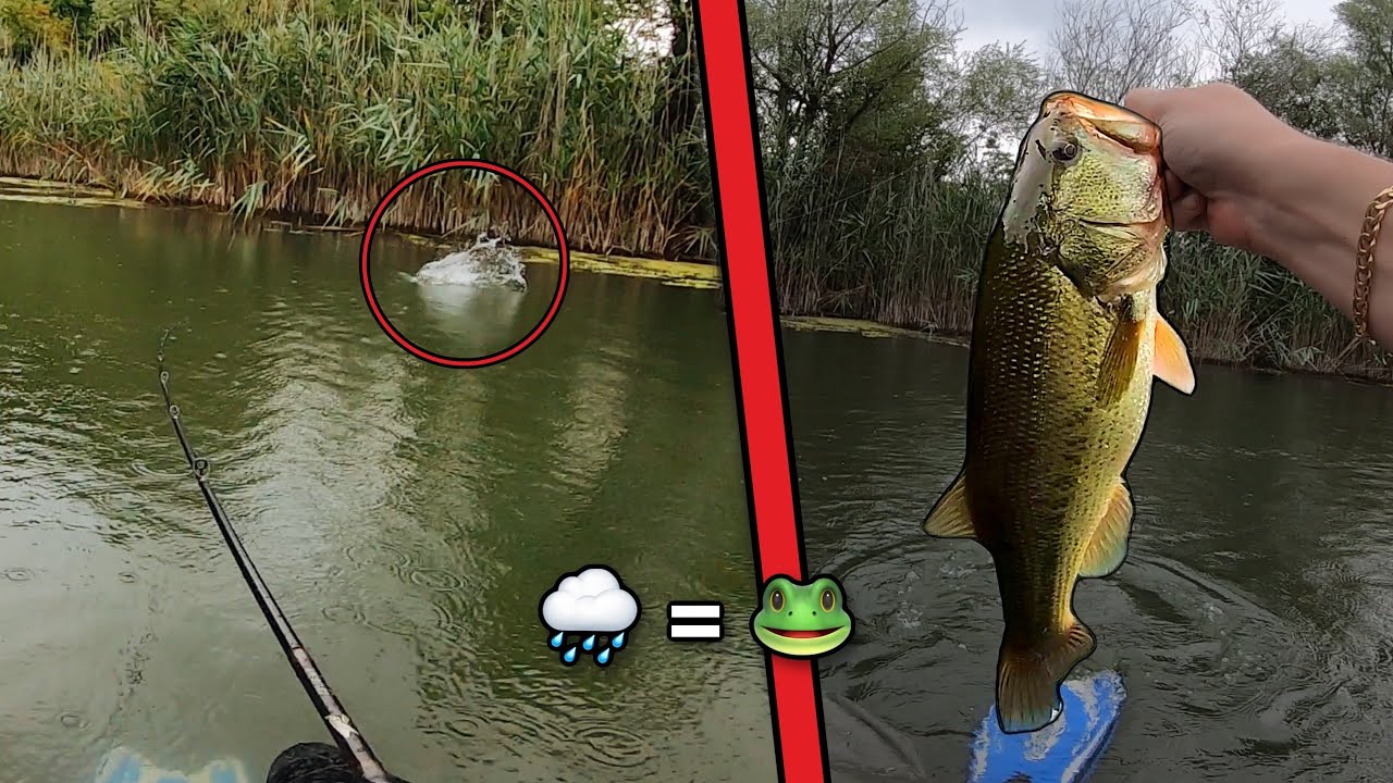 Black Bass a Rana 🐸  - Sotto la Pioggia 🌧️