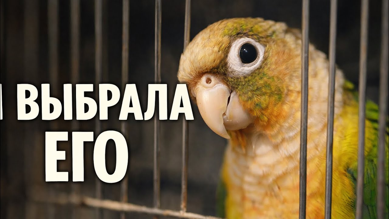 Среди сотен птиц я выбрала его… | Старинный птичий рынок Джакарты