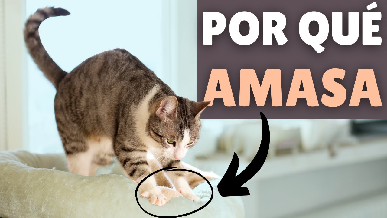 Por qué tu gato AMASA y QUÉ SIGNIFICA (según los expertos)