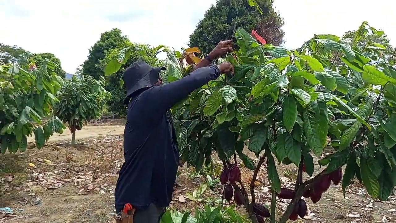 Poda de produção do cacau ps1319#cacau #vidanaroça #cacaudabahia 