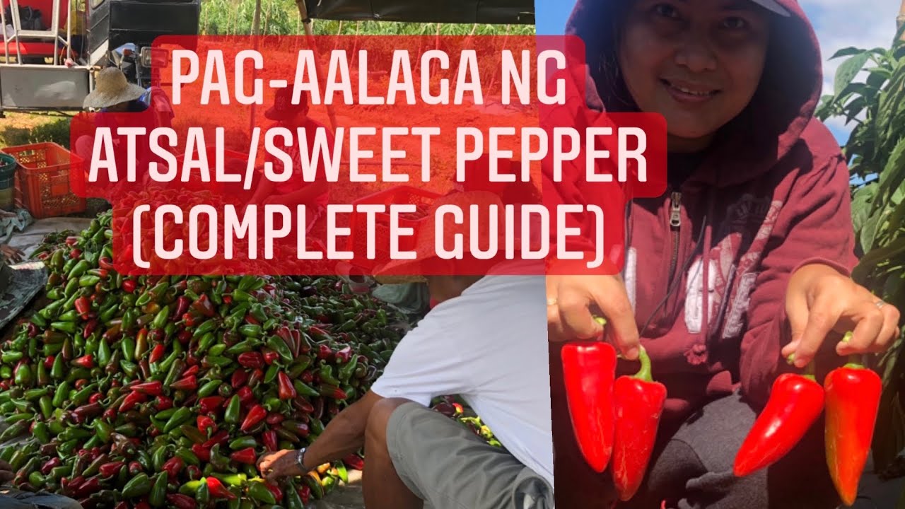Sweet Pepper (Atsal) Farming Guide - Fertilization to Pest Control from Planting to Harvest