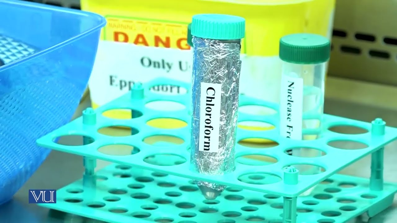 RNA Purification | Molecular Biology (Practical) | MB502P_Topic007