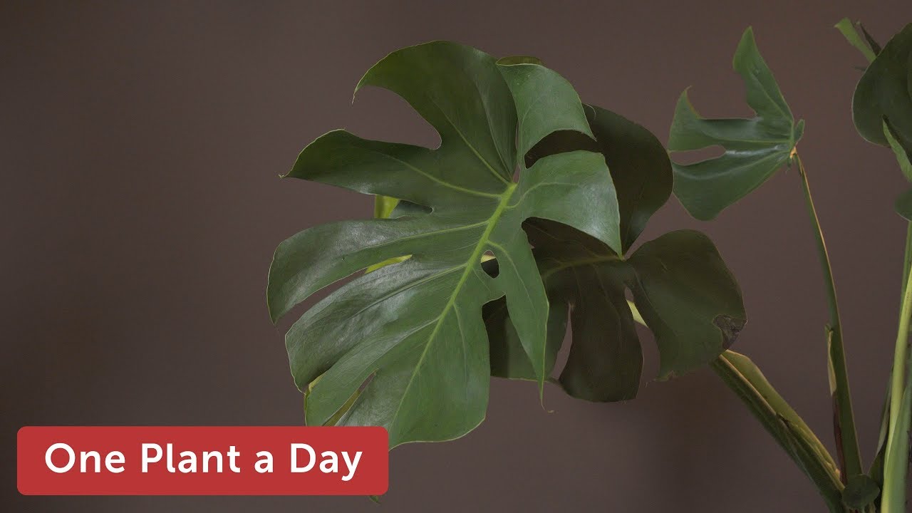 Monstera deliciosa Houseplant Care — 172 of 365