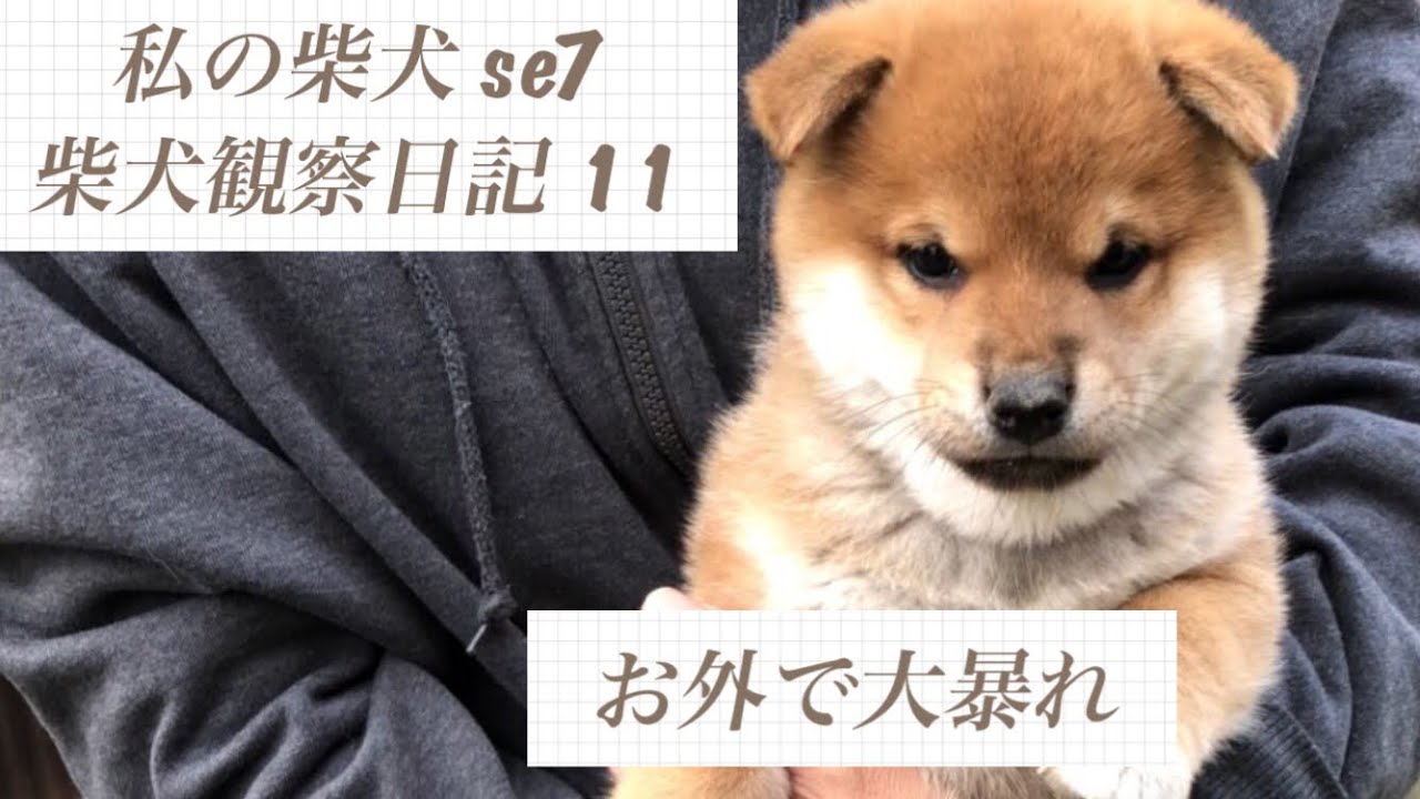 私の柴犬 se7 柴犬 柴犬観察日記 11 お外で大暴れ