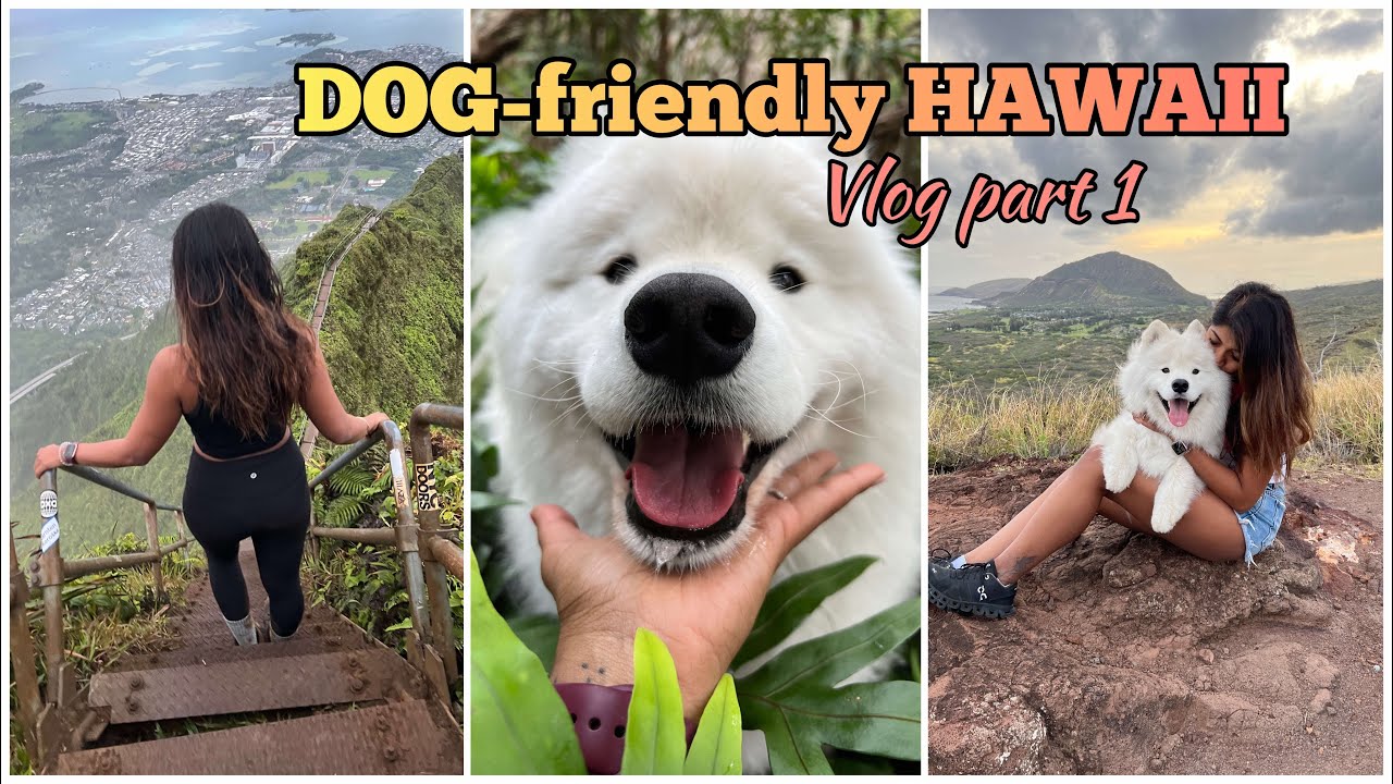 Dog-friendly Hawaii : Part 1 | Bucketlist sunrise hike + Beach time